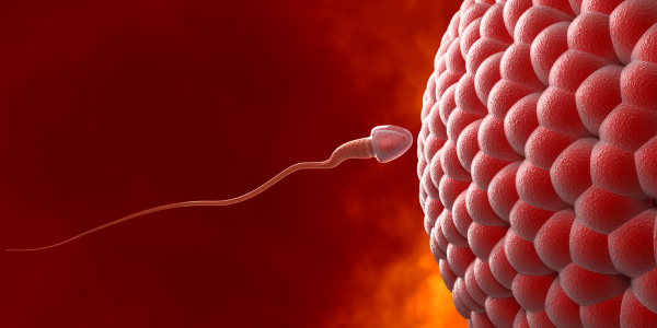FERTILIDAD MASCULINA: FACTORES, PROBLEMAS COMUNES Y SOLUCIONES